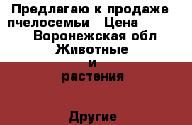 Предлагаю к продаже  пчелосемьи › Цена ­ 3 500 - Воронежская обл. Животные и растения » Другие животные   